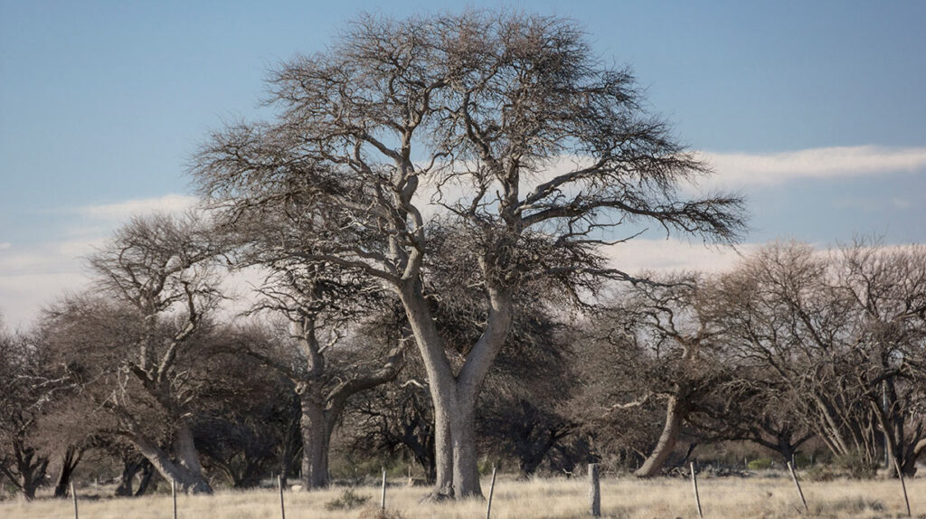 Autor: Gerardo Salonia
Fecha: 2020